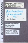 Etikette zu Anchastus jeanvoinei (NHMW-ZOO-COL-0010507)